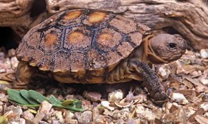Arizona Game and Fish looking for homes for dozens of desert tortoises