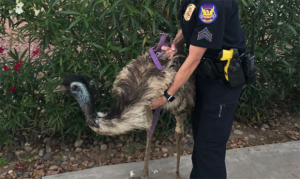 Phoenix police return pet emu that escaped from owner's home