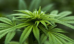 Arizona Supreme Court rules hashish OK for medical marijuana patients