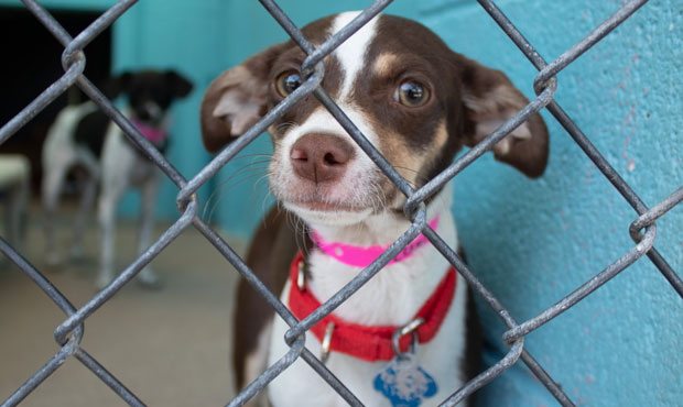 (Arizona Animal Welfare League Photo)...
