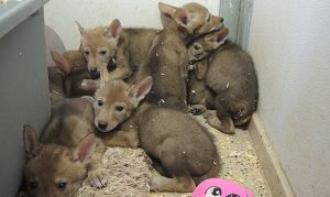 Scottsdale conservation center seeing increase of orphaned animals