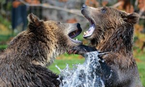 Conservation group proposes bringing grizzly bears back into Arizona