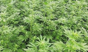 Tempe company granted Arizona's first industrial hemp license