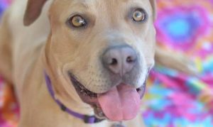 8 dogs adopted from Mesa shelter, avoid being euthanized