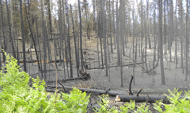 Damage from one of the fires. (Coconino County Sheriff's Office)...