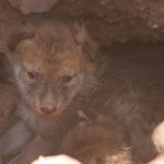 pups1