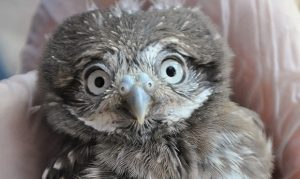 4 fluffy pygmy owls hatch as part of Phoenix Zoo breeding program