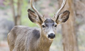 AZGFD to begin accepting applications for leftover hunts