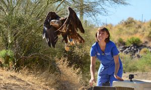 Arizona bald eagle released back into wild after leg injury