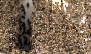 Arizona service worker stung 40 times trying to remove beehive