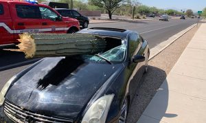 Saguaro spears windshield in Tucson car crash but driver is OK
