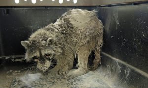 Scottsdale nonprofit rescues raccoon stuck in wet cement
