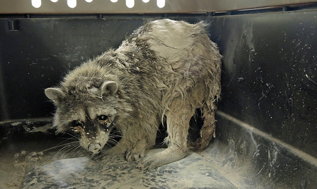 (Southwest Wildlife Conservation Center Photo)...