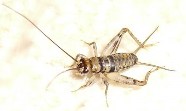 (Blue Sky Pest Control Photo)...