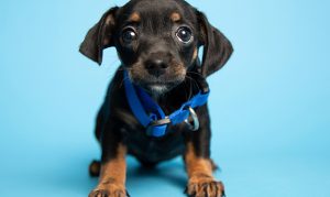 Three 11-week-old puppies rescued from Phoenix dumpster