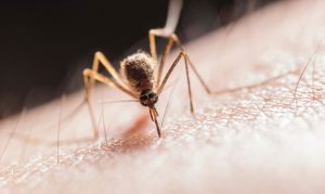 Maricopa County reports its first West Nile virus death of 2019