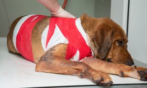 Arizona Humane Society caring for dog stabbed multiple times by owner