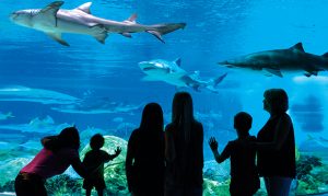 OdySea becomes first Arizona attraction to be autism certified
