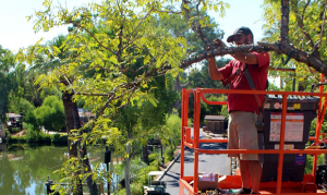Phoenix Zoo crews brave heat to begin light installations for holiday staple
