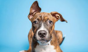 Dozens of animals need to be adopted while Arizona shelter is repaired