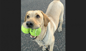 Alfie of Phoenix Sky Harbor Airport named TSA's cutest pooch