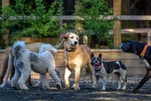 Dog parks at Surprise Community Park to be closed for a month