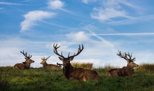 Here's why Arizona hunters are being asked to turn over animal heads