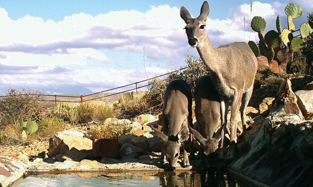 (Arizona Game and Fish Department Photo)...