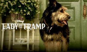 Dog adopted from Arizona shelter to star in Disney movie