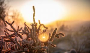 Not very cool: Phoenix expected to hit 100 degrees for 1st time in 2020