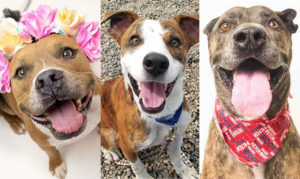 Animal euthanasia rates in Phoenix significantly decreased since 2012