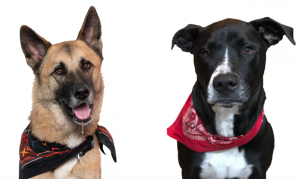 Phoenix agency’s social media contest has gone to the dogs