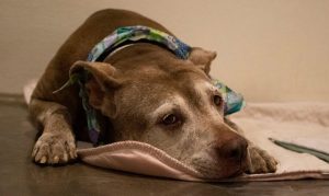 Maricopa County animal shelters waiving all adoption fees Saturday