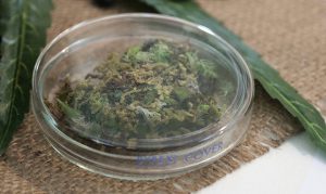 MCSO arrests 14 suspects in marijuana delivery service sting