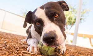 Arizona Humane Society seeks home for rescued dog with health issues
