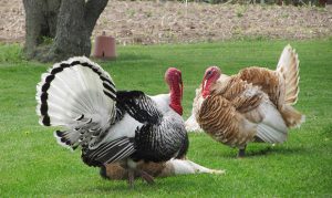 Arizona Game and Fish applications for spring hunts open only online