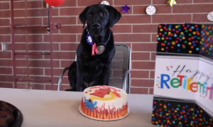 Gilbert Fire celebrates retirement of town's 1st arson detection dog
