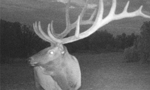 Arizona wildlife officials looking for poachers in elk's death