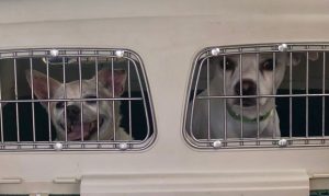Valley animal shelters offering pet adoption specials for 1 day