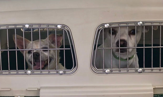 (Facebook Photo/Maricopa County Animal Care and Control)...