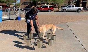 Phoenix Fire's new arson dog, Sonny, is department's 1st in 6 years