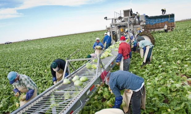 Farmworkers pick lettuce in Yuma in this file photo from 2012. A new bipartisan bill in Congress ai...