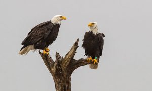 Bald eagle breeding area in Arizona forest to close for season