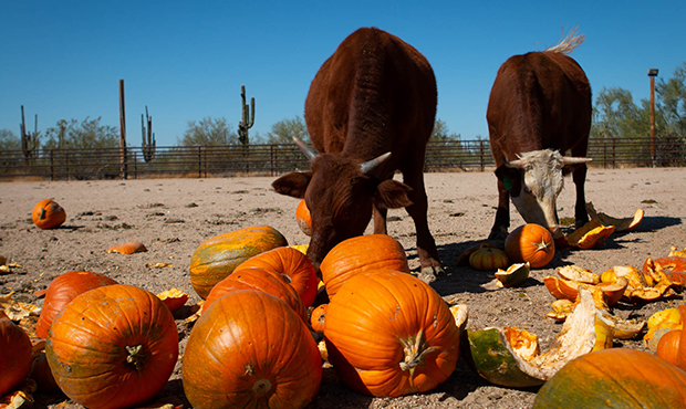Cattle chow down on leftover pumpkins at MacDonald’s Ranch in Scottsdale the day after Halloween....