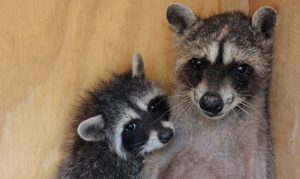 Raccoon rescued from cement by Scottsdale nonprofit is now foster mom