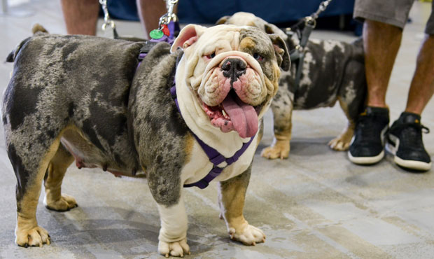 (Phoenix Holiday Pet Expo/Courtesy)...