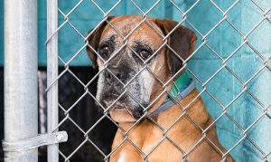 Arizona no-kill shelter takes in 18 puppy mill survivors