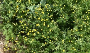 Cave Creek asks residents to stop invasive weed to reduce fire risk