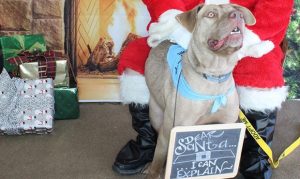Dog surrendered last Christmas Eve finds new home for the holidays