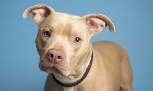 Arizona shelters hosting free pet adoptions ahead of holidays